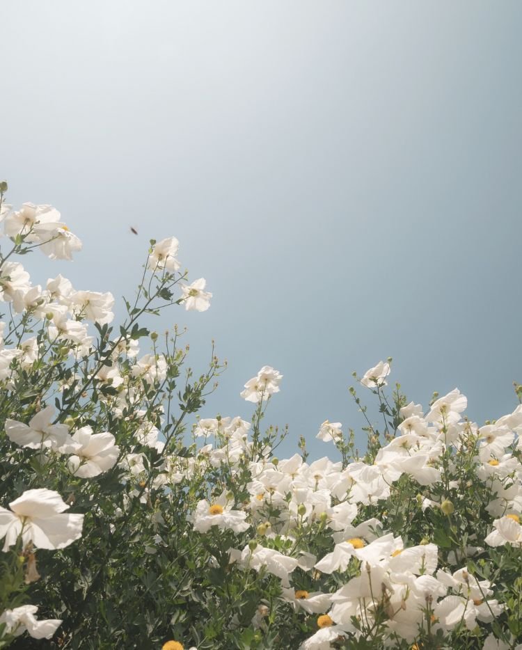 Flowers against a calm sky